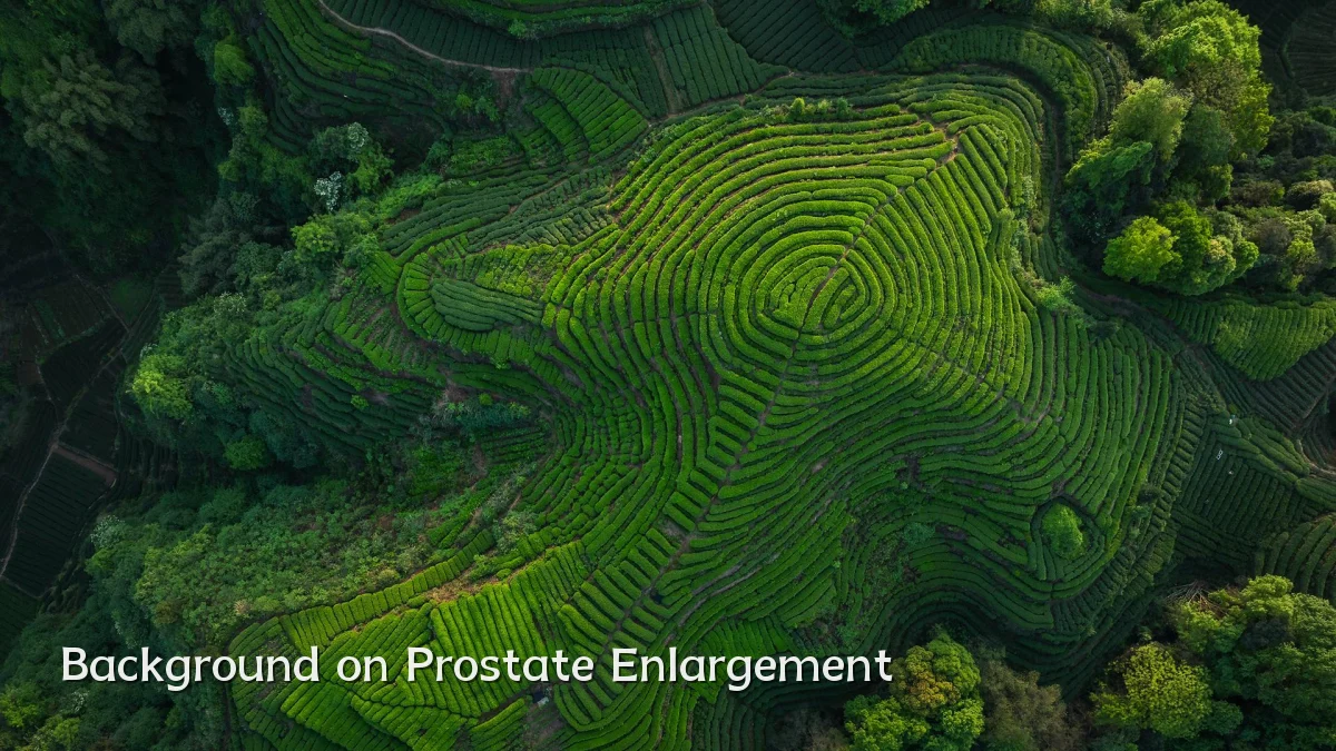 Background on Prostate Enlargement