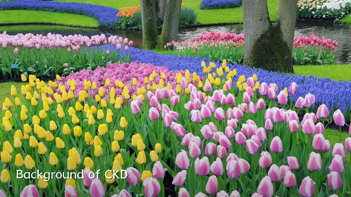 Background of CKD