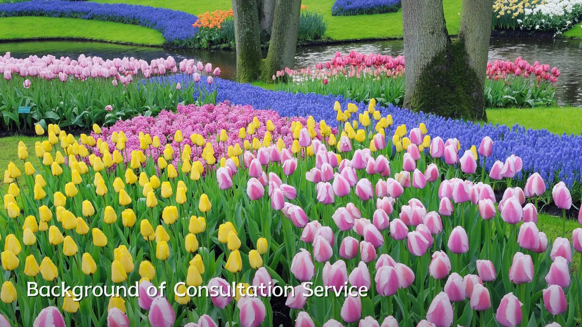 Background of Consultation Service