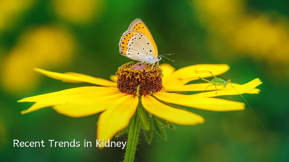 Recent Trends in Kidney